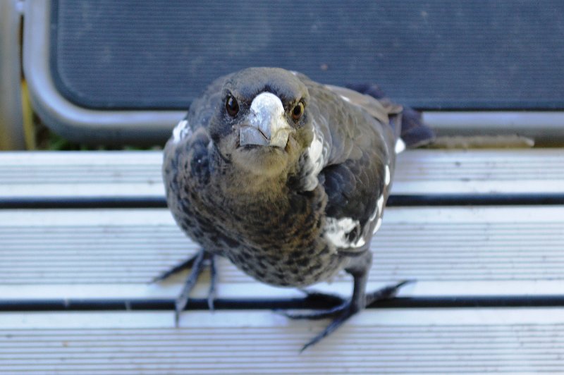 04Bowen (26).JPG - What's to eat? - Australian Magpies (page 424) looking for a free meal. One of the juveniles was tame enough to hop onto our doorstep.